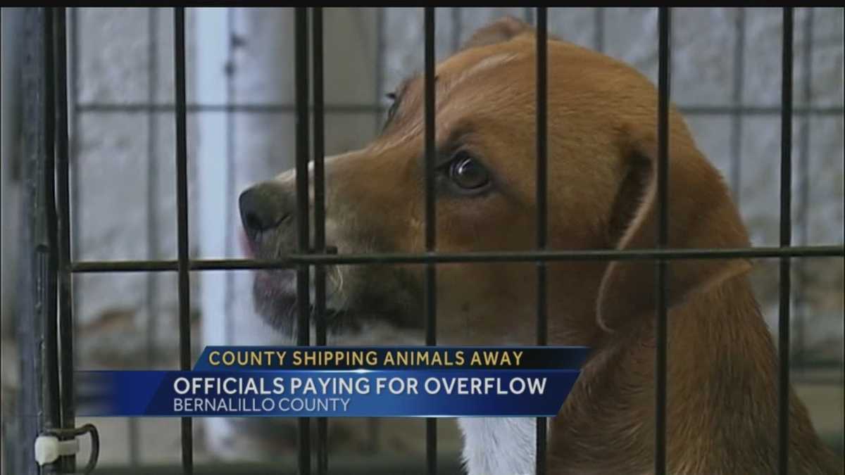 BernCo ships shelter animals to northwest NM BernCo ships shelter animals to northwest NM