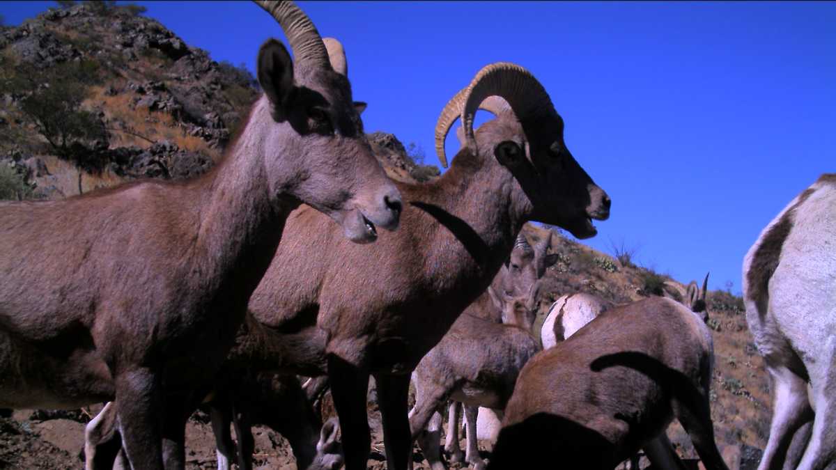 up-close-photos-of-new-mexico-wildlife-at-drinker