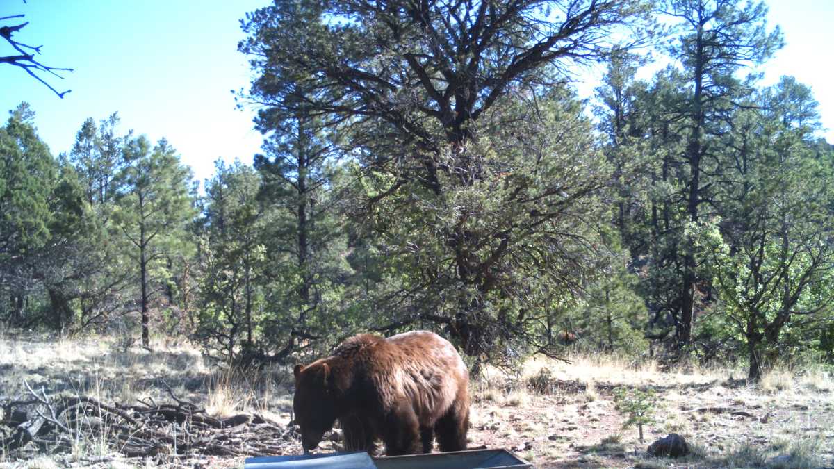 Up close photos of New Mexico wildlife at drinker