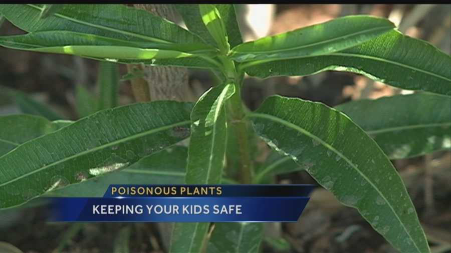 Getting outdoors is a great way to be healthy, but there are hidden dangers in the form of poisonous plants -- maybe even in the city’s back yards.
