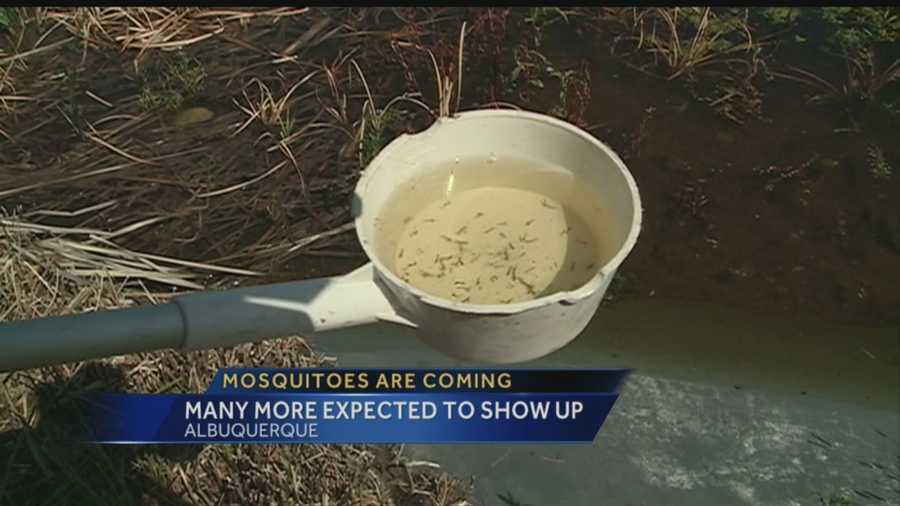 It has been a good year for mosquitoes in New Mexico, but residents may soon notice a change in the bug’s population.