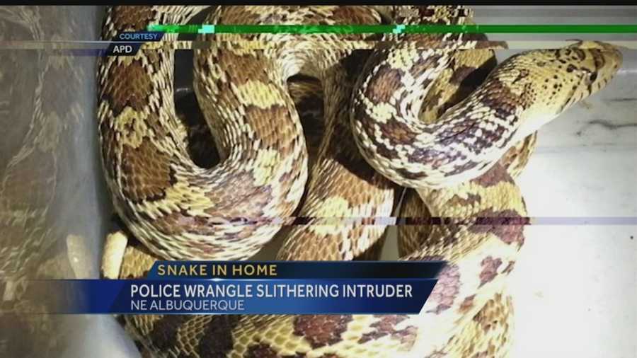 Nancy reports about a snake found in an Albuquerque home