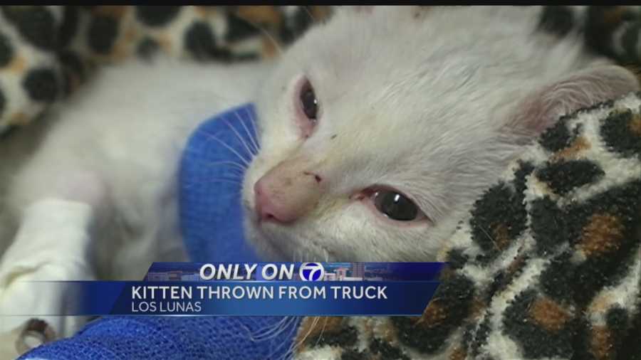 Vet foots medical bill for 8-week-old kitten, which includes tiny blue cast