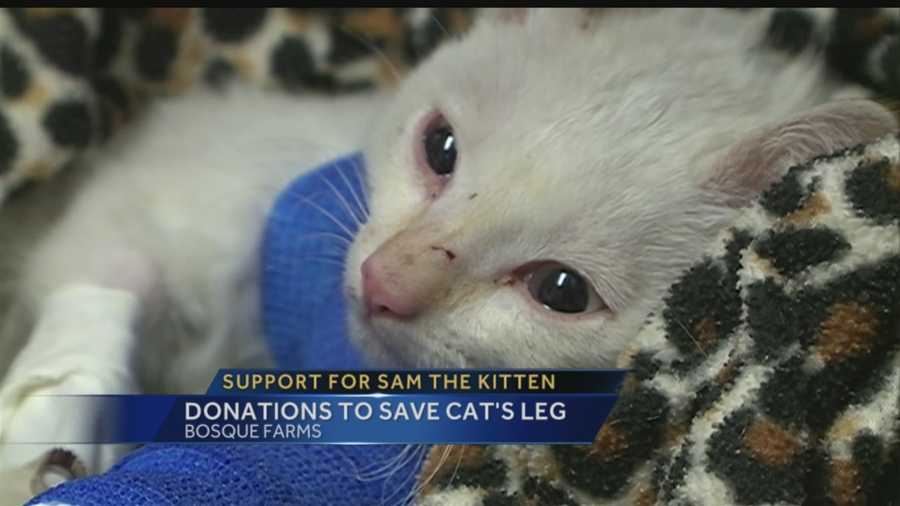 Help is pouring in for Sam, the 8-week-old kitten that was thrown out of a moving truck before hitting a brick wall Wednesday.