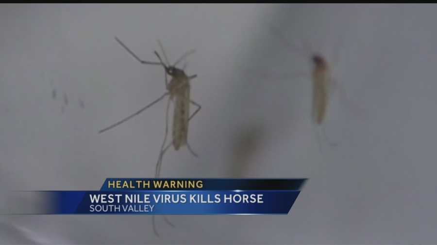 With all the heavy rains, city officials have been on the look out for mosquitoes carrying West Nile virus. Today, the first case was confirmed in a horse.