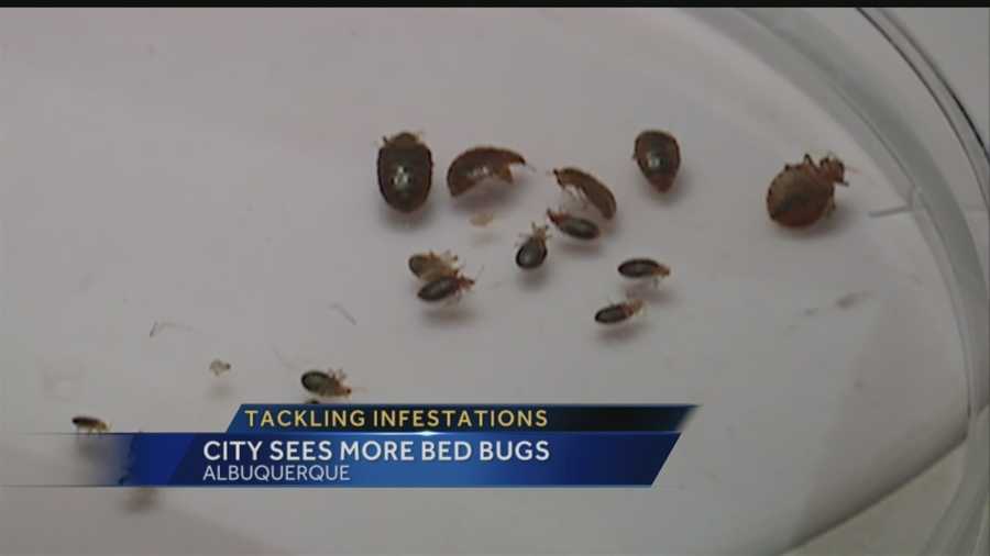 Albuquerque's Environmental Health Department said it's receiving an unusual amount of calls reporting bed bugs this year.