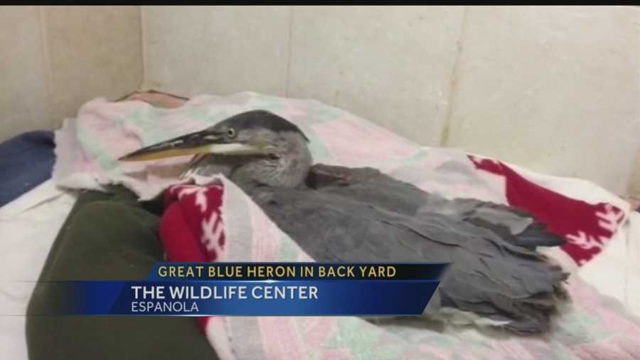 A Santa Fe resident made a rare find this week, spotting a great blue heron in his backyard.