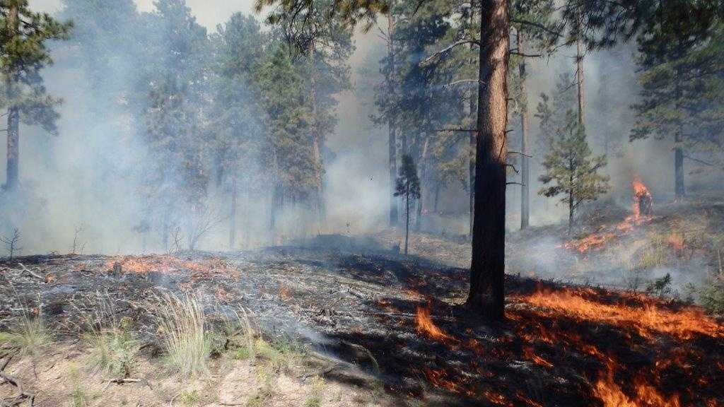 Photos: Pino Fire burning in Santa Fe National Forest