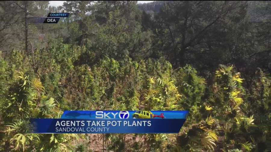 More than 1,000 marijuana plants were seized during a Drug Enforcement Agency operation Wednesday.