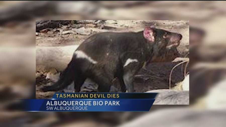 The Albuquerque BioPark is mourning one of its newest residents just a few months after he arrived from Australia.