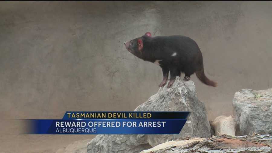 Police continue to investigate the violent killing of a Tasmanian devil at the BioPark.