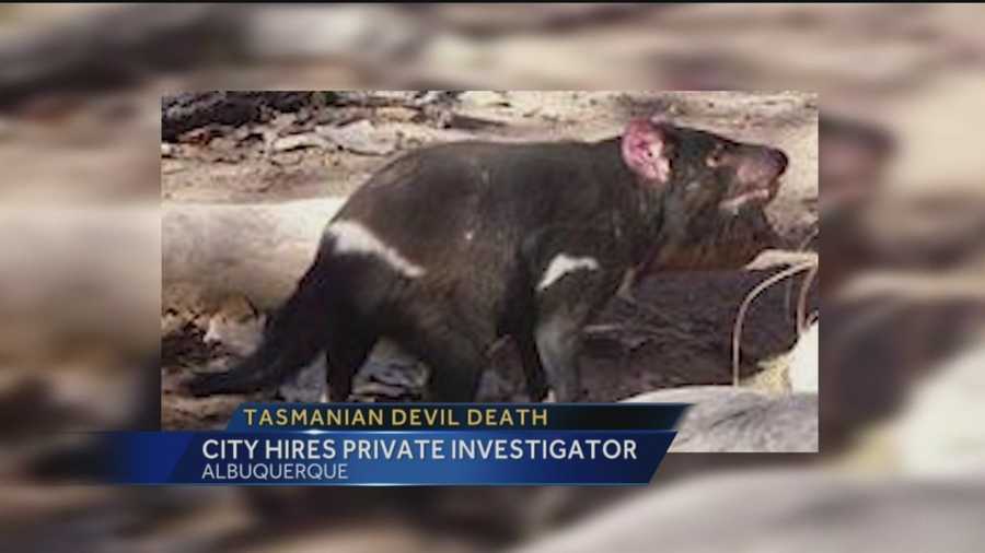 We still do not know who killed the tasmanian devil at the Albuquerque Bio Park, but we do know that the investigation is expanding.
