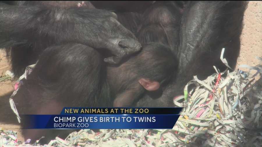 The Albuquerque BioPark is celebrating the arrival of two baby chimpanzees.