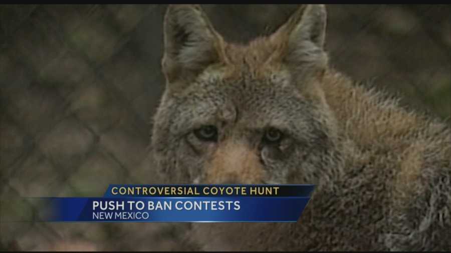 Coyote hunt continues to draw controversy
