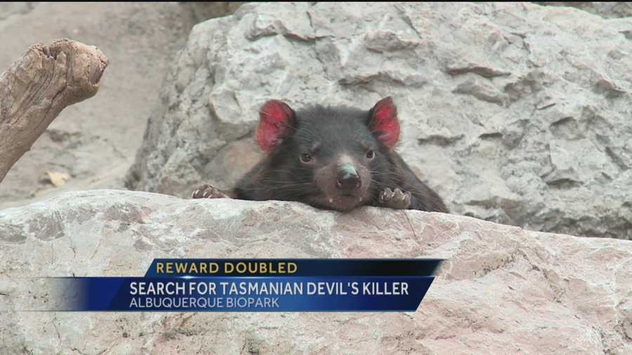 If you know who killed Jasper the Tasmanian Devil at the BioPark, then you could receive some serious cash.