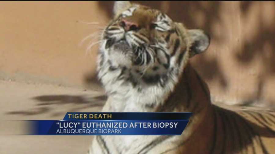 A tiger at Albuquerque's zoo has died, according to the BioPark.