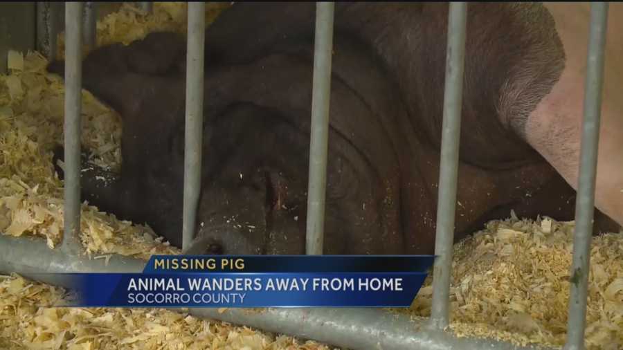 A 500 pound pig that disappeared is now back home.