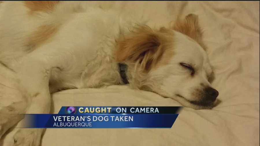 He made our lives better.  That's how a disabled veteran is describing his dog, who was stolen last week.
