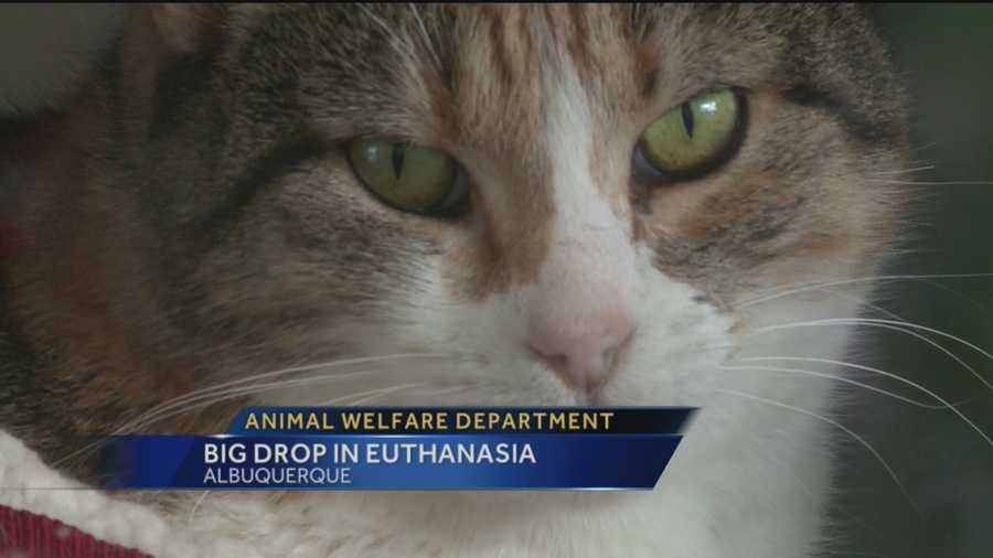 For years, Albuquerque's Animal Welfare Department has had a high rate of euthanasia.