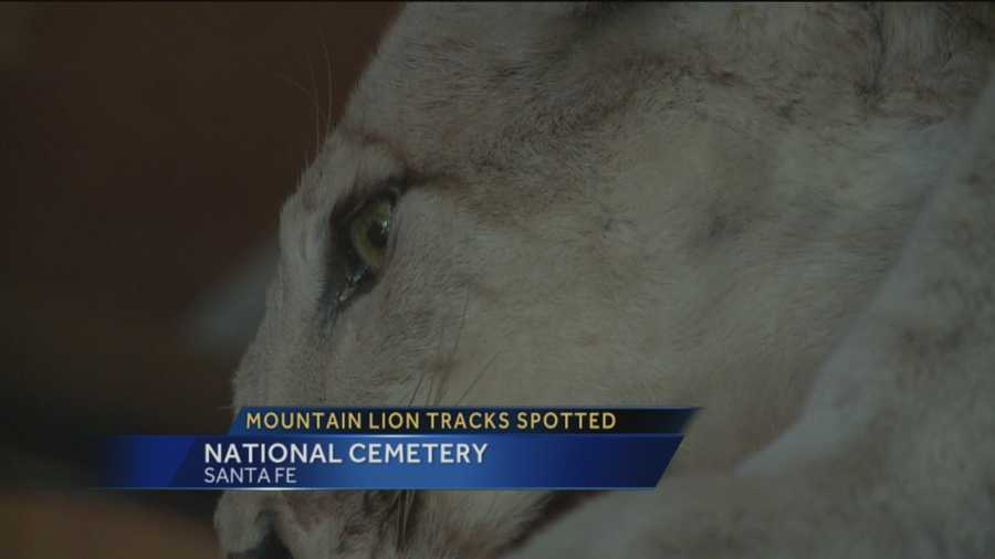 New Mexico Department of Game and Fish said the tracks aren't necessarily uncommon. KOAT Action 7 News reporter Aaron Hilf has the story.