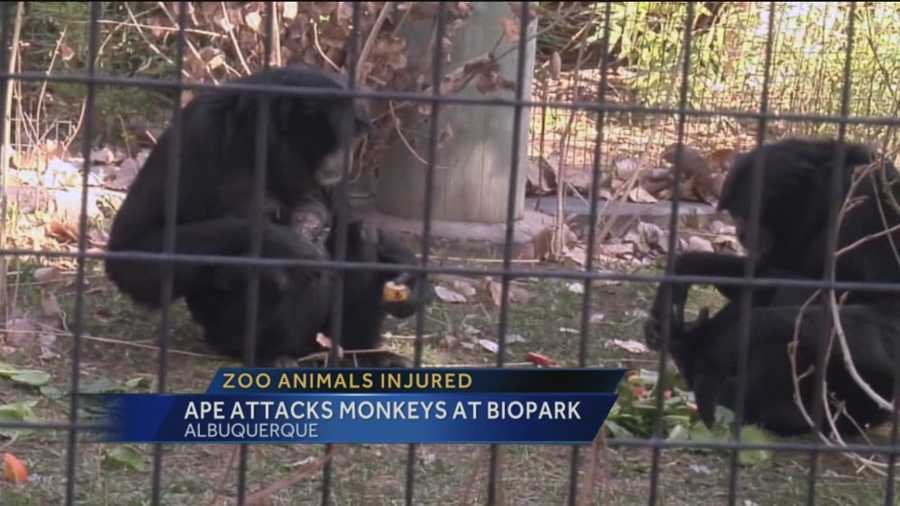 Some monkeys at the Albuquerque Biopark were seriously injured after an attack.