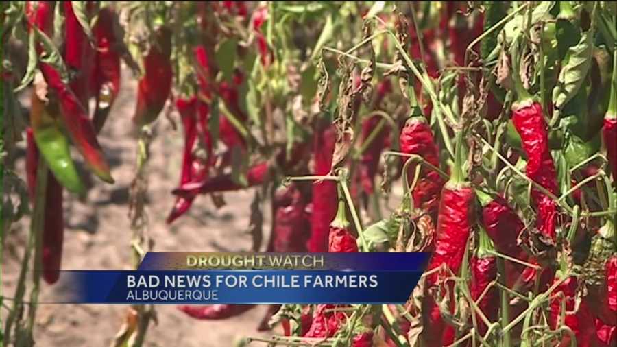 The drought could affect New Mexico’s chile crop and prices, and the state’s worse off than first thought.