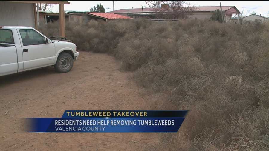 Gusty winds blew hundreds of tumbleweeds from the fields in eastern Valencia County into people’s yards last weekend, stacking the weeds as high as people’s rooftops in some areas.