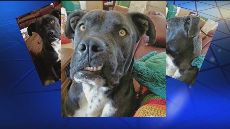 Bernalillo County deputies are warning dog owners that  animals are getting swiped and possibly forced into dog fighting rings.
