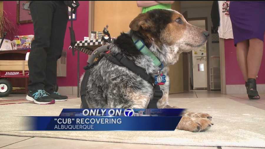 He's a New Mexico dog that beat all the odds, shot at, then illegally trapped. One month later "Cub" is recovering and getting a set of wheels.