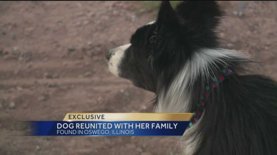 One New Mexico dog pulled off a truly incredible journey.