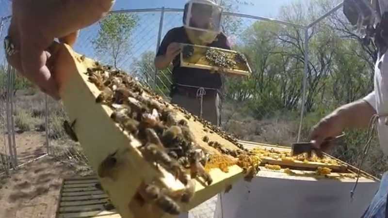 Get a glimpse of life as a beekeeper at the Hyatt Regency Tamaya Resort & Spa.
