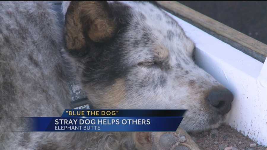 A stray dog in Elephant Butte is helping other dogs in his situation.