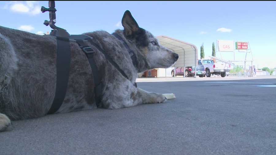 "Blue the dog", he's loved so much that the town of Elephant Butte changed the law so he could roam free.