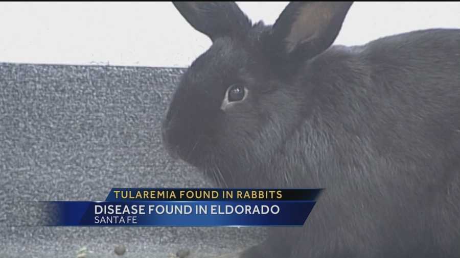 The Santa Fe County sheriff wants to alert people about a dangerous disease found in the area this week -- two rabbits near Eldorado have tested positive for tularemia.