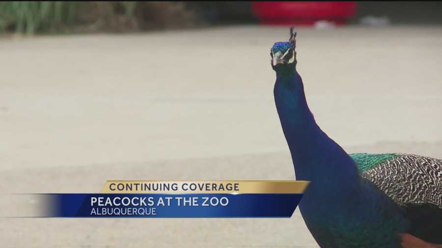 Free-roaming peacocks at the Albuquerque zoo proved to be a hot-button topic on social media Wednesday.