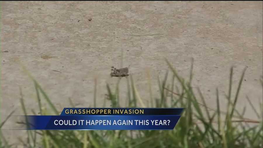 The grasshopper population is down compared with last year, a University of New Mexico researcher says.