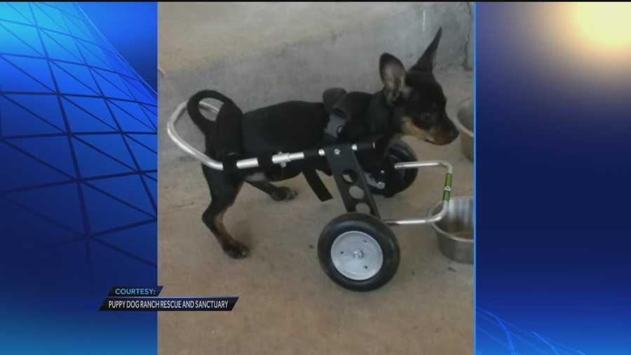 A two-legged dog is now rolling his way through life.