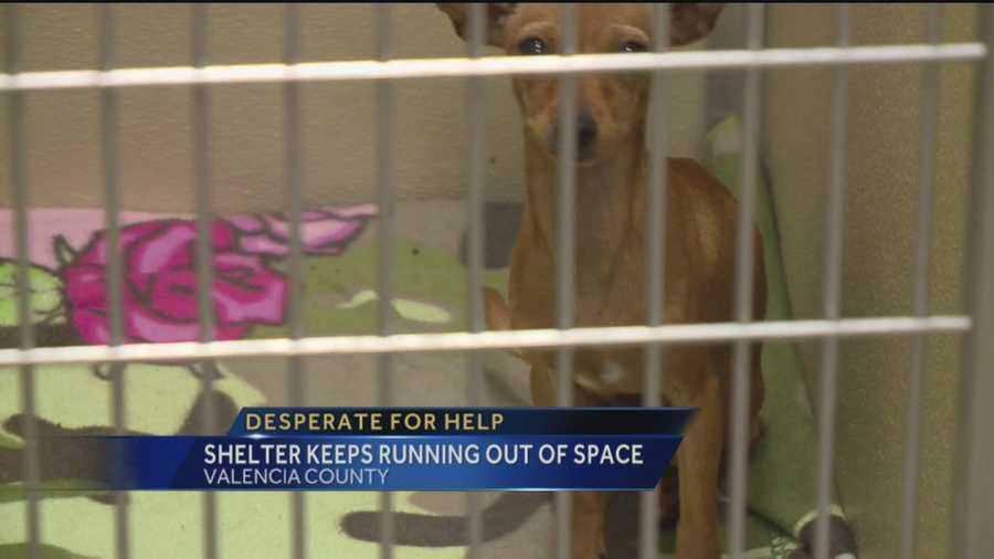 More people than usual are abandoning their dogs in Valencia County.