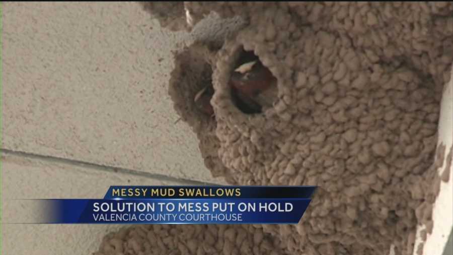 Dozens of Mud Swallows are once again causing a mess at the Valencia County Courthouse.