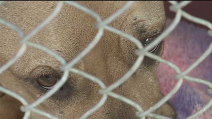 For months, we've told you about claims from some Animal Welfare workers who say city shelters were adopting out aggressive and dangerous animals.