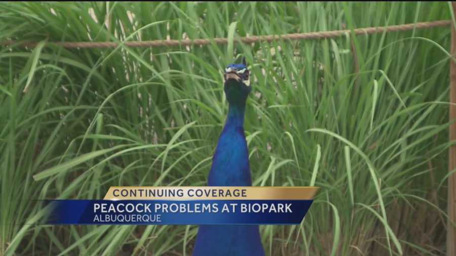 The “Save the Peacocks” movement is gaining moment in Albuquerque.