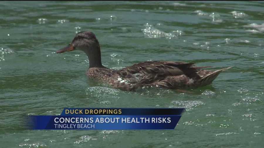 Tingley Beach is a popular attraction in Albuquerque, but some people are worried about the mess the ducks and geese are leaving behind, and say it needs to be cleaned up.