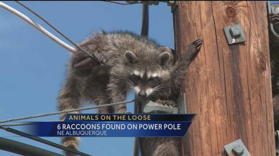 Raccoons are running rampant in northeast Albuquerque.