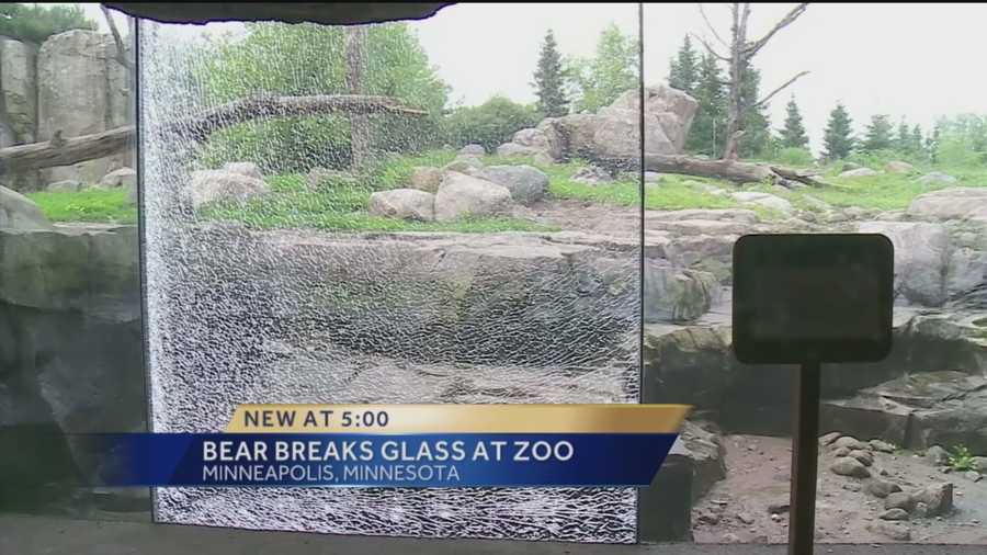 A grizzly bear exhibit at the Minnesota Zoo is temporarily closed after one of the bears picked up a basketball-sized rock and shattered a barrier.