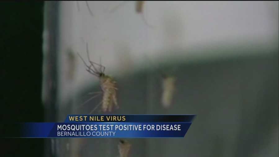 During routine monitoring, health officials said some Bernalillo County mosquitoes tested positive for West Nile virus.