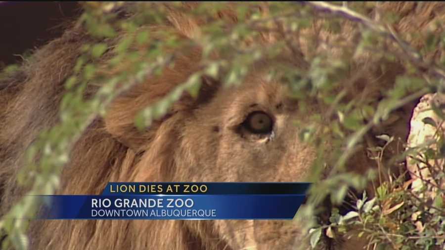 Tuesday was a solemn day at the Rio Grande Zoo after the park lost one of its own.