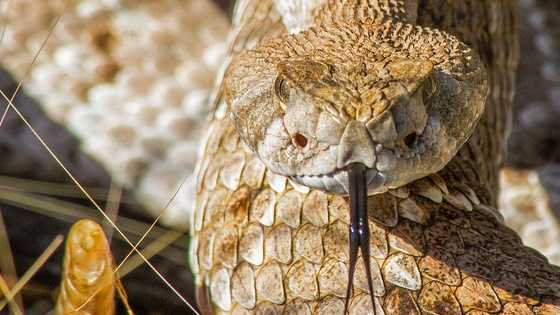 Rattlesnake in New Mexico