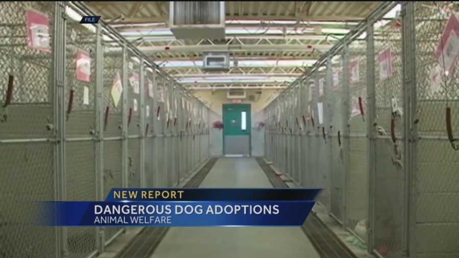 The city's Animal Welfare Department allowed dangerous dogs to be adopted by the public.