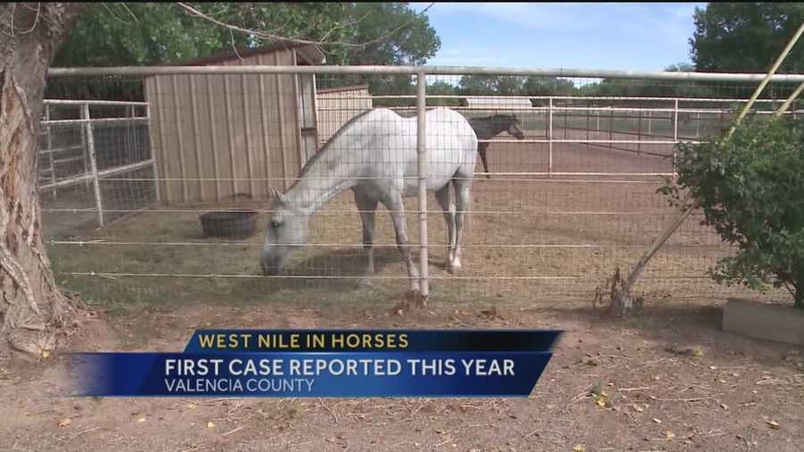 West Nile virus has now spread to horses in New Mexico.