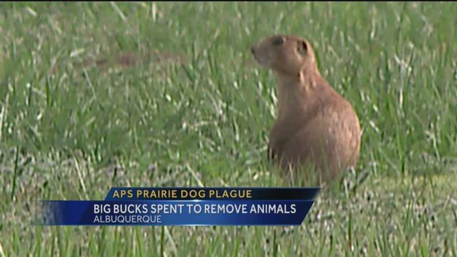 Prairie dogs invade campuses, tear up property, and are costing Albuquerque Public Schools thousands of dollars.